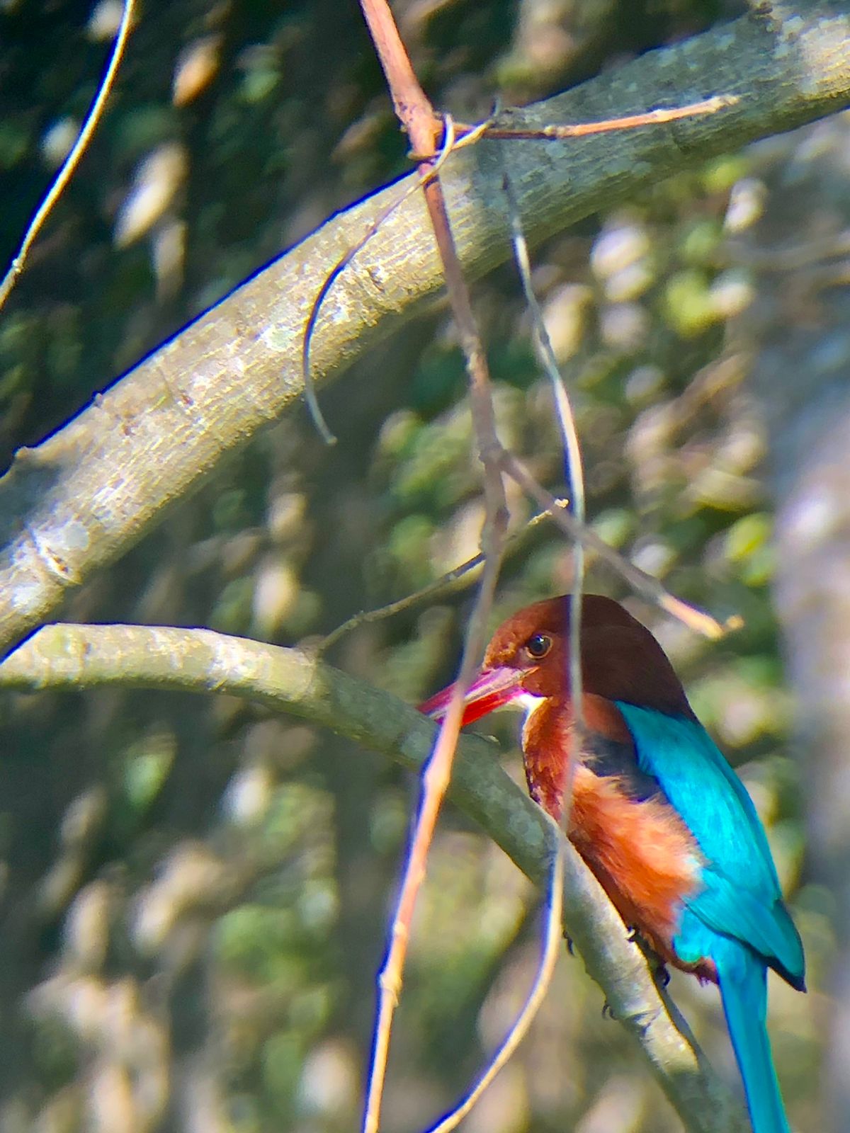 Bird Watching